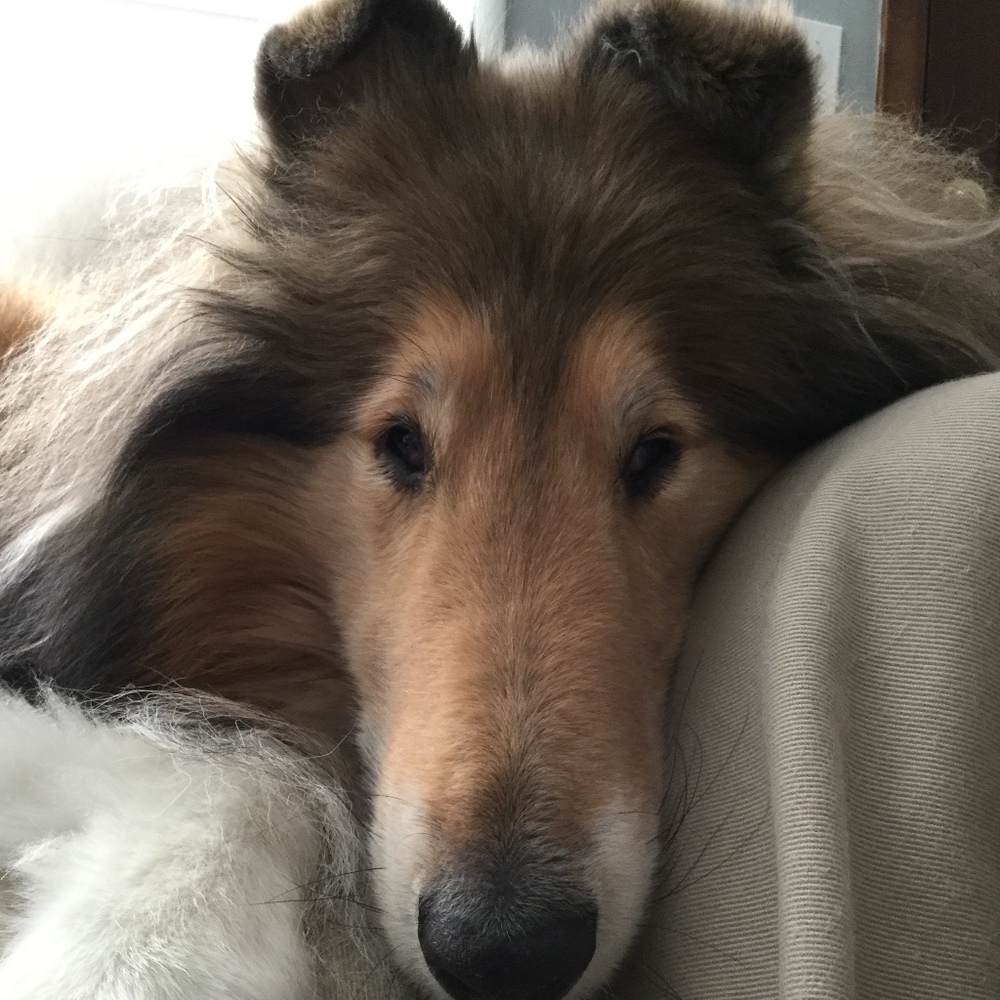 Meet your Posher, Posh